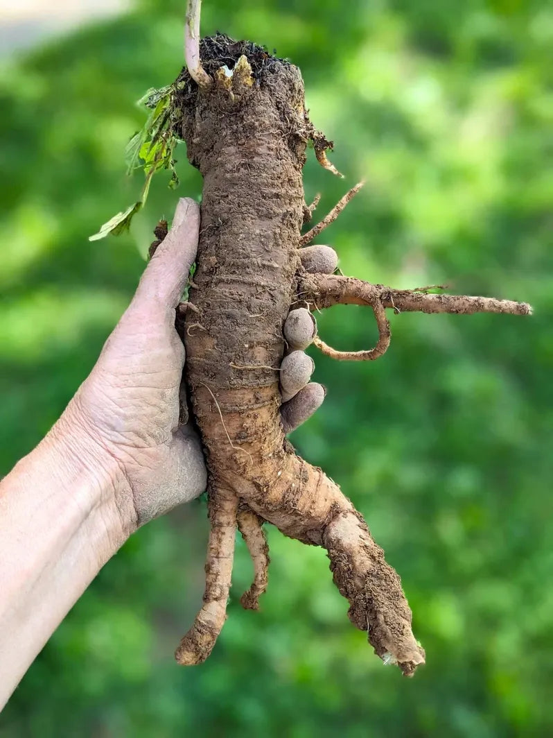Poke root specimen with soil, large brown root held in hand outdoors on Tampa Home & Garden Store