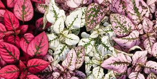 Polka dot Plant - Tampa Home & Garden Store