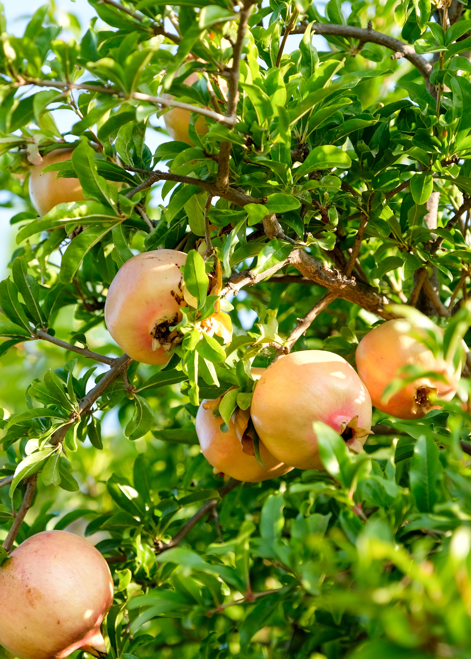 Pomegranate 'Azadi' (Punica granatum 'Azadi') - Tampa Home & Garden Store