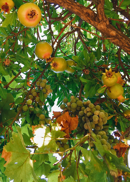 Pomegranate 'Azadi' (Punica granatum 'Azadi') - Tampa Home & Garden Store