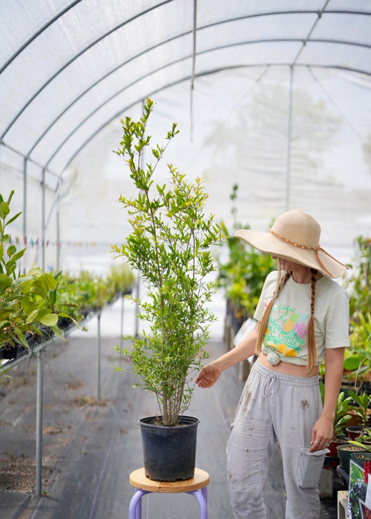 Pomegranate 'Parfianka' (Punica granatum) - Tampa Home & Garden Store