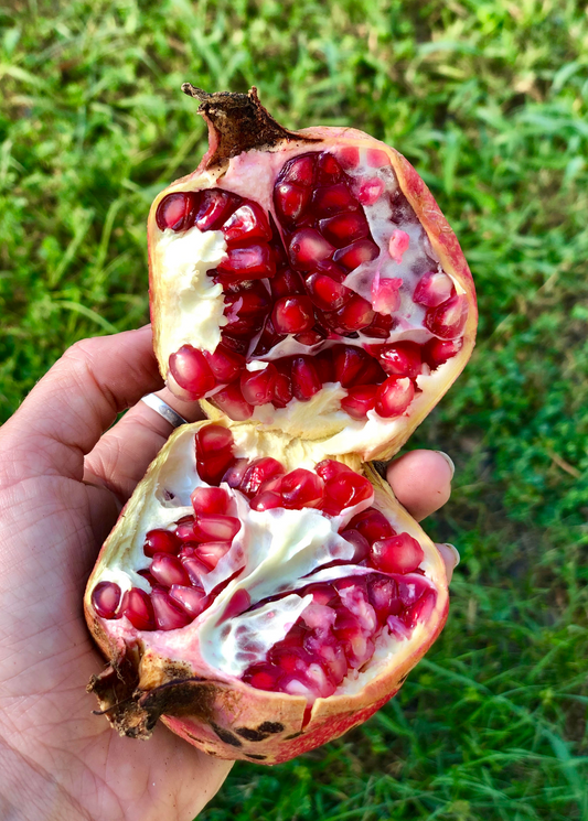 Pomegranate 'Vietnamese Pink' (Punica granatum) - Tampa Home & Garden Store