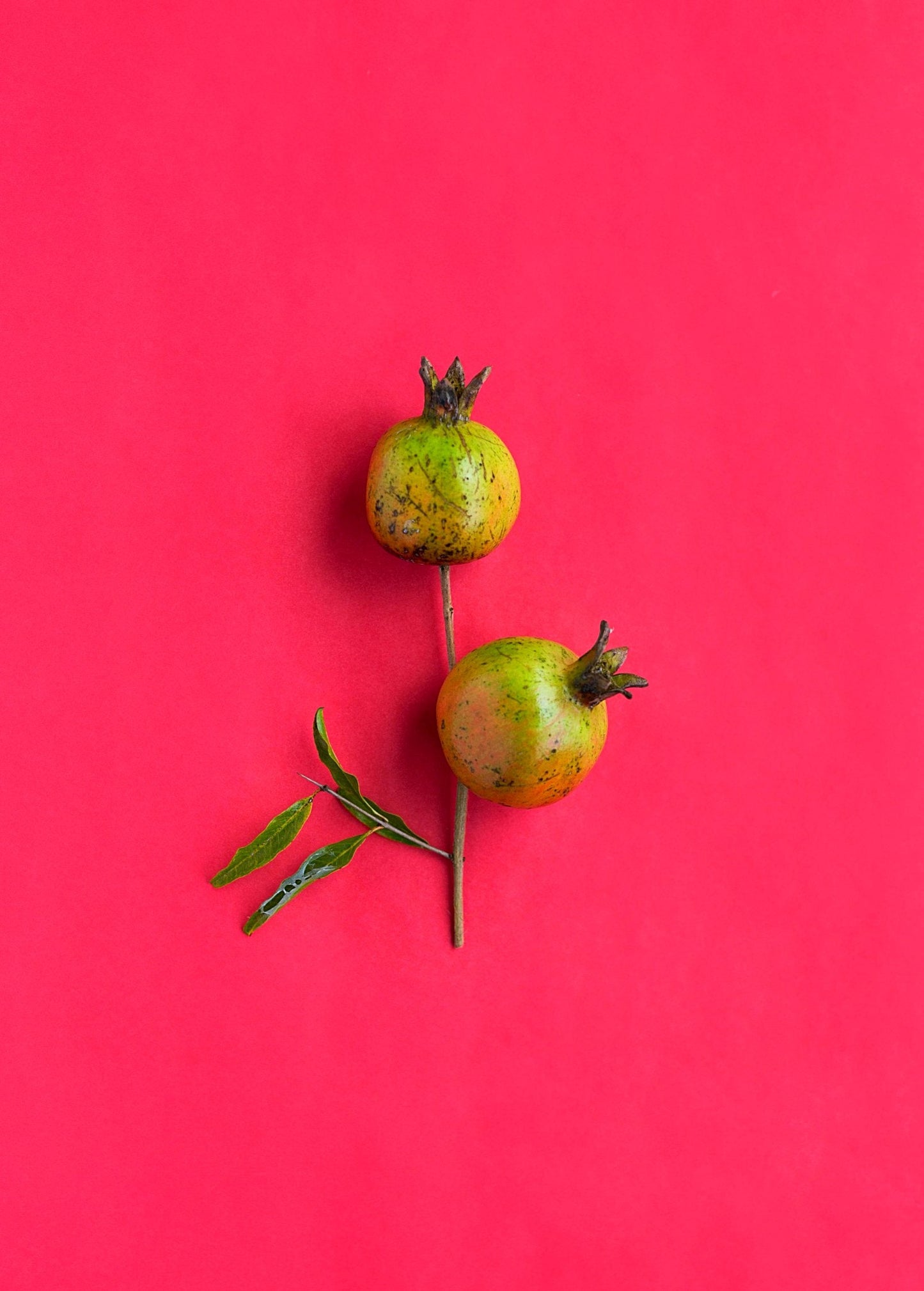 Pomegranate 'Vietnamese Pink' (Punica granatum) - Tampa Home & Garden Store