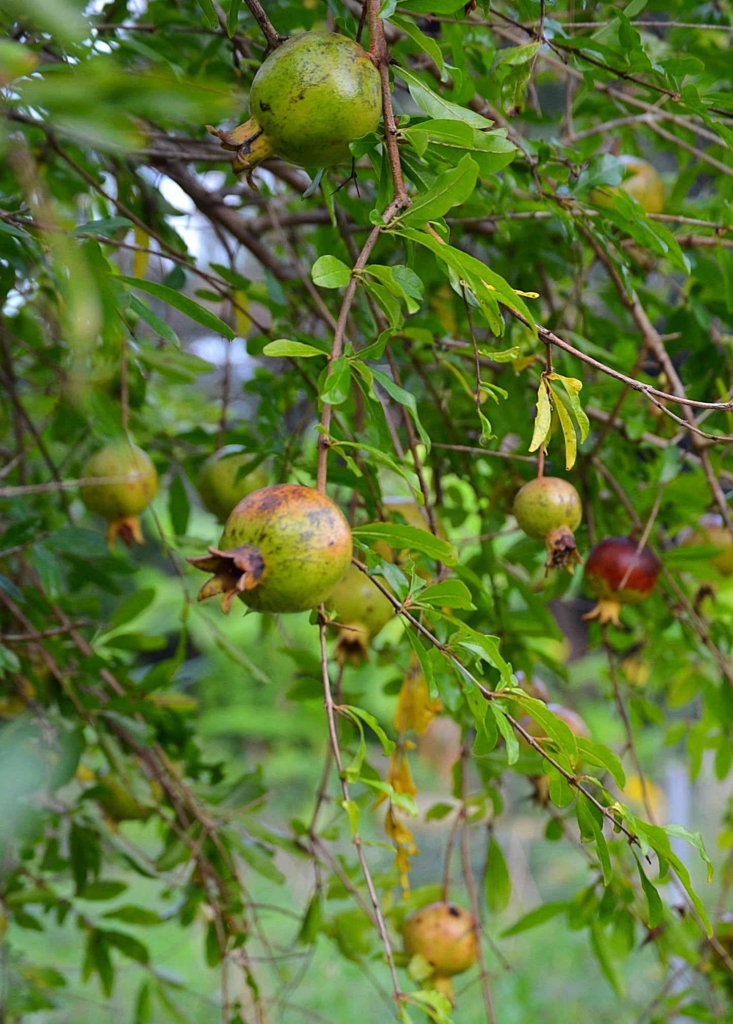 Pomegranate 'Vietnamese Pink' (Punica granatum) - Tampa Home & Garden Store