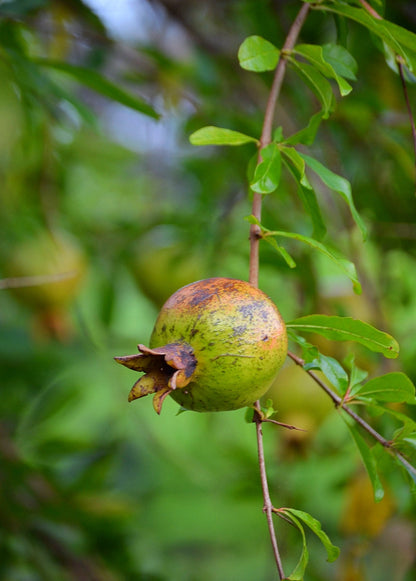 Pomegranate 'Vietnamese Pink' (Punica granatum) - Tampa Home & Garden Store