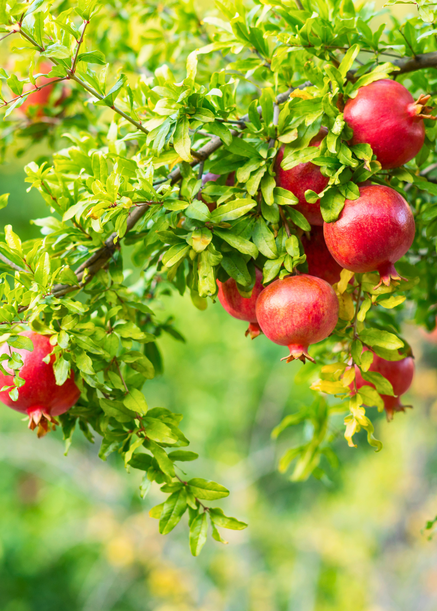 Pomegranate 'Wonderful' (Punica granatum) - Tampa Home & Garden Store