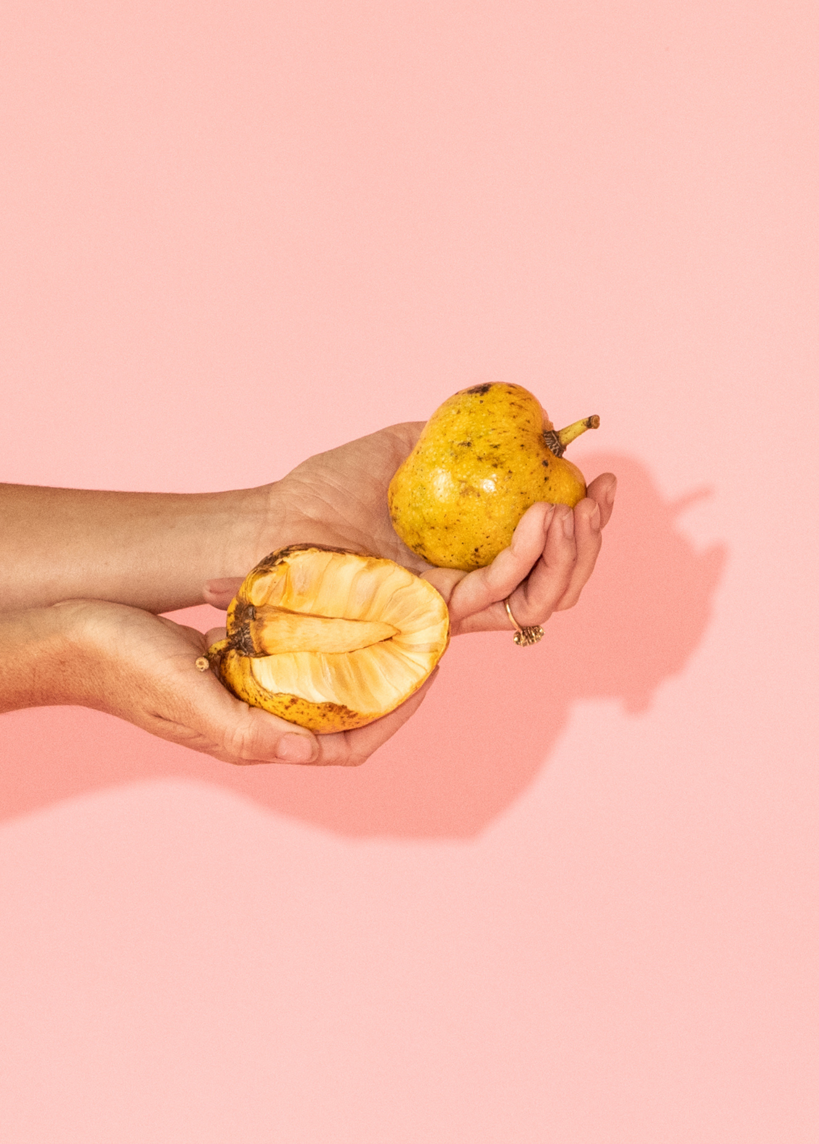 Pond Apple (Annona glabra) - Tampa Home & Garden Store