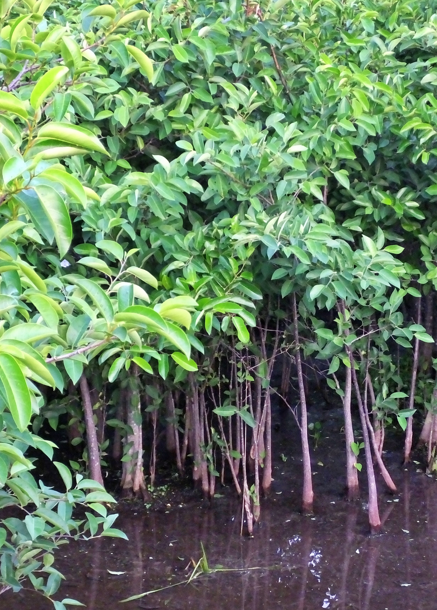 Pond Apple (Annona glabra) - Tampa Home & Garden Store