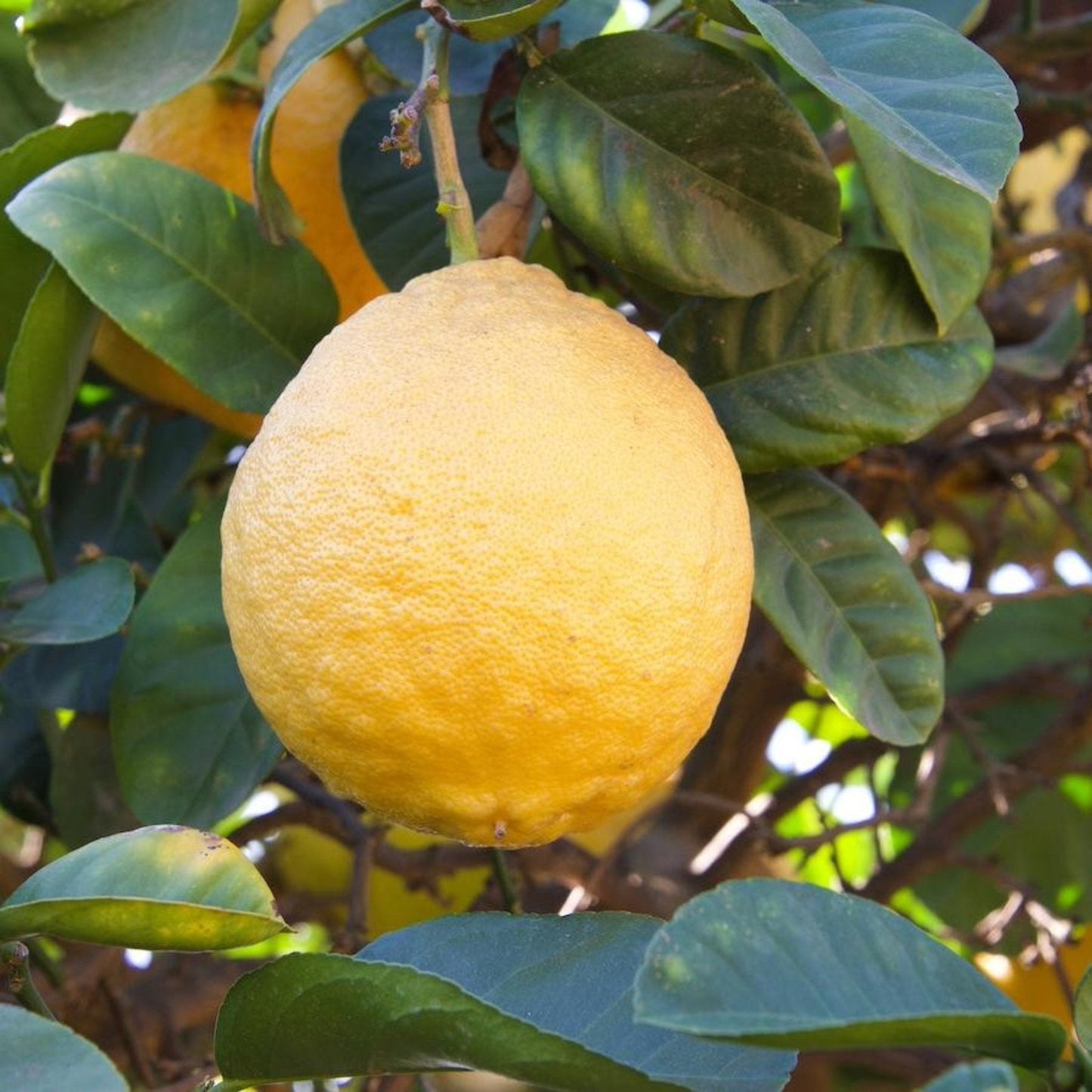 Ponderosa Lemon Tree plant by Live Good Logistics with ripe lemons and glossy leaves on Tampa Home & Garden Store