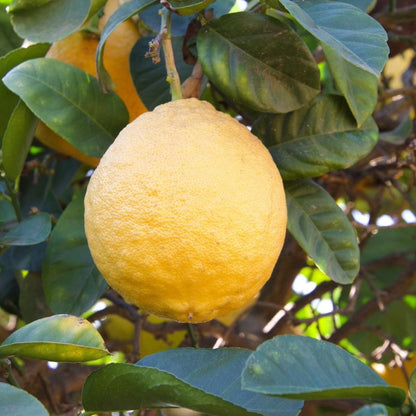 Ponderosa Lemon Tree plant by Live Good Logistics with ripe lemons and glossy leaves on Tampa Home & Garden Store