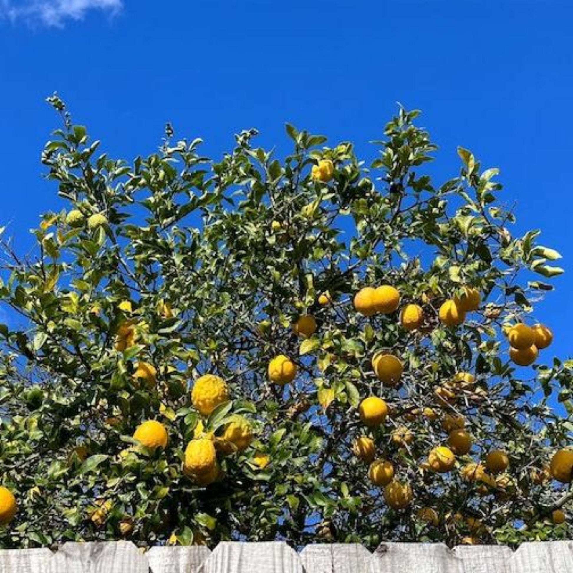 Ponderosa lemon tree plant by Live Good Logistics with yellow lemons on leaves against blue sky on Tampa Home & Garden Store