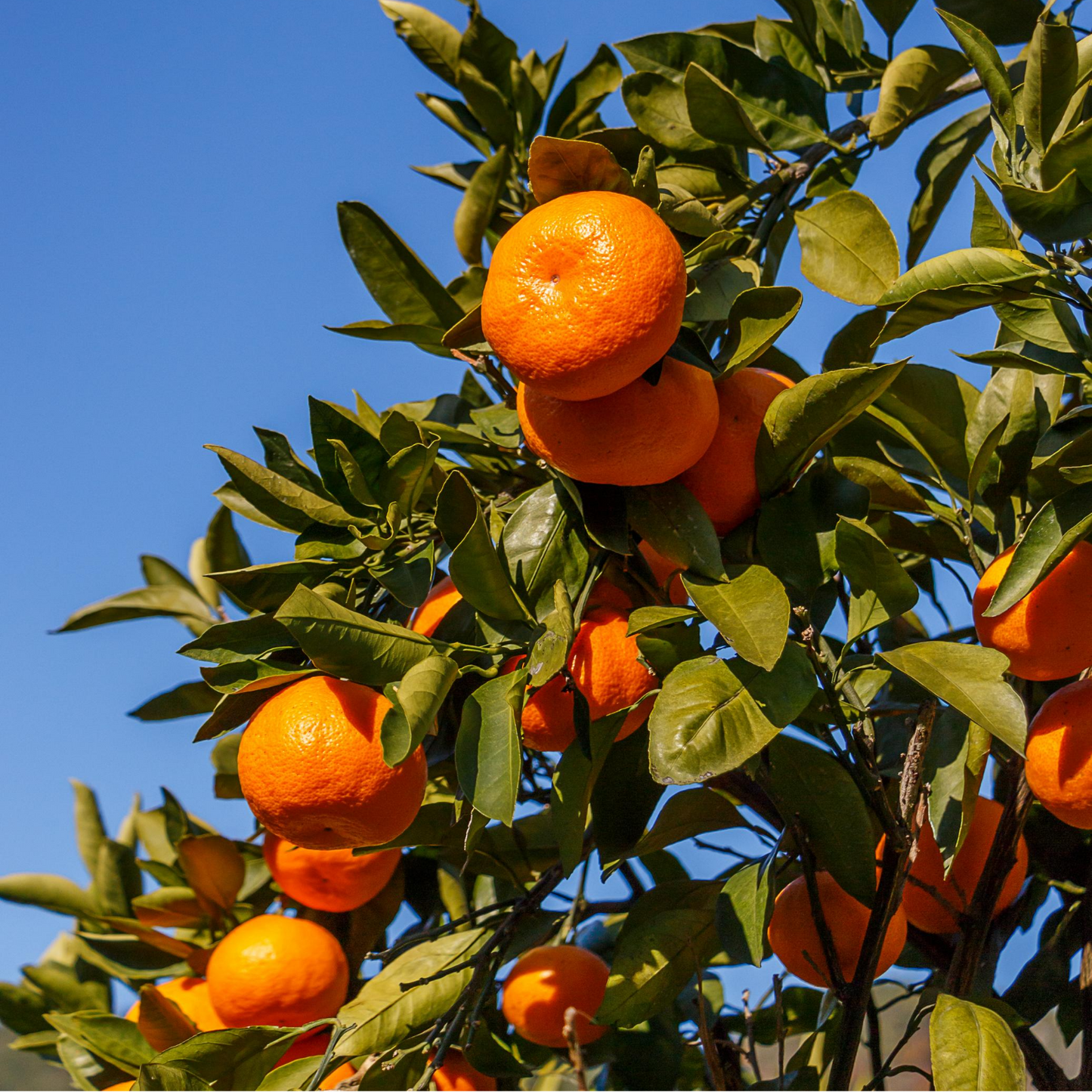 Ponkan Mandarin Tree (Citrus unshiu) - Tampa Home & Garden Store