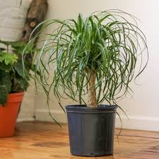 Ponytail Palm - Tampa Home & Garden Store