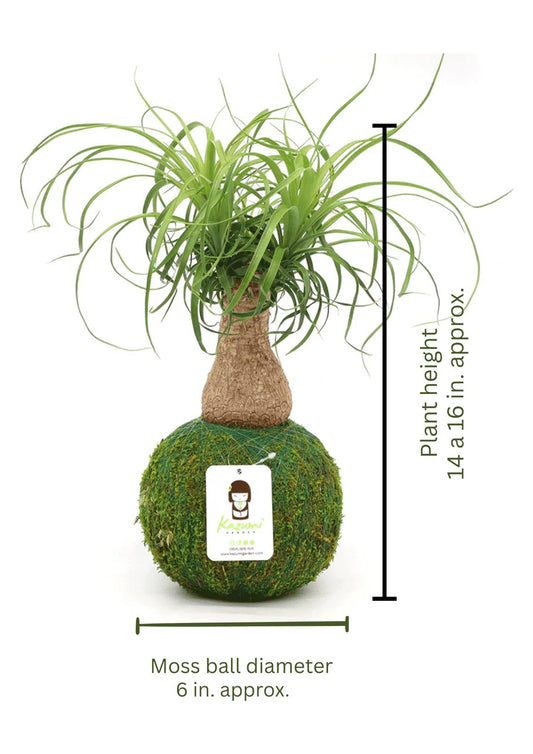 Ponytail Palm | Moss Ball Kokedamas