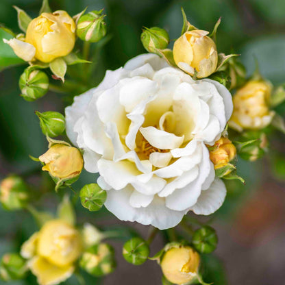 Popcorn Drift Rose plant with white petals and pale yellow buds indoor & outdoor plant on Tampa Home & Garden Store