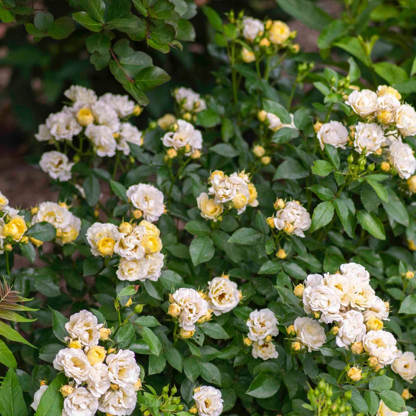 Popcorn Drift rose plant with cream blooms on green foliage Live Good Logistics outdoor on Tampa Home & Garden Store