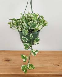 Pothos N'Joy - Tampa Home & Garden Store