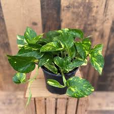 Pothos - Tampa Home & Garden Store