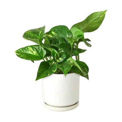 Pothos Golden indoor plant in white pot with variegated green leaves Rooted Treasures Farms on Tampa Home & Garden Store