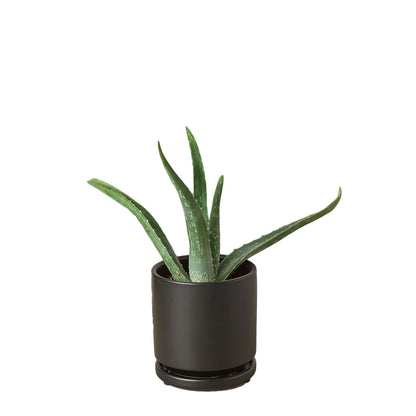 Aloe vera plant in a black pot with speckled green leaves on Tampa Home & Garden Store