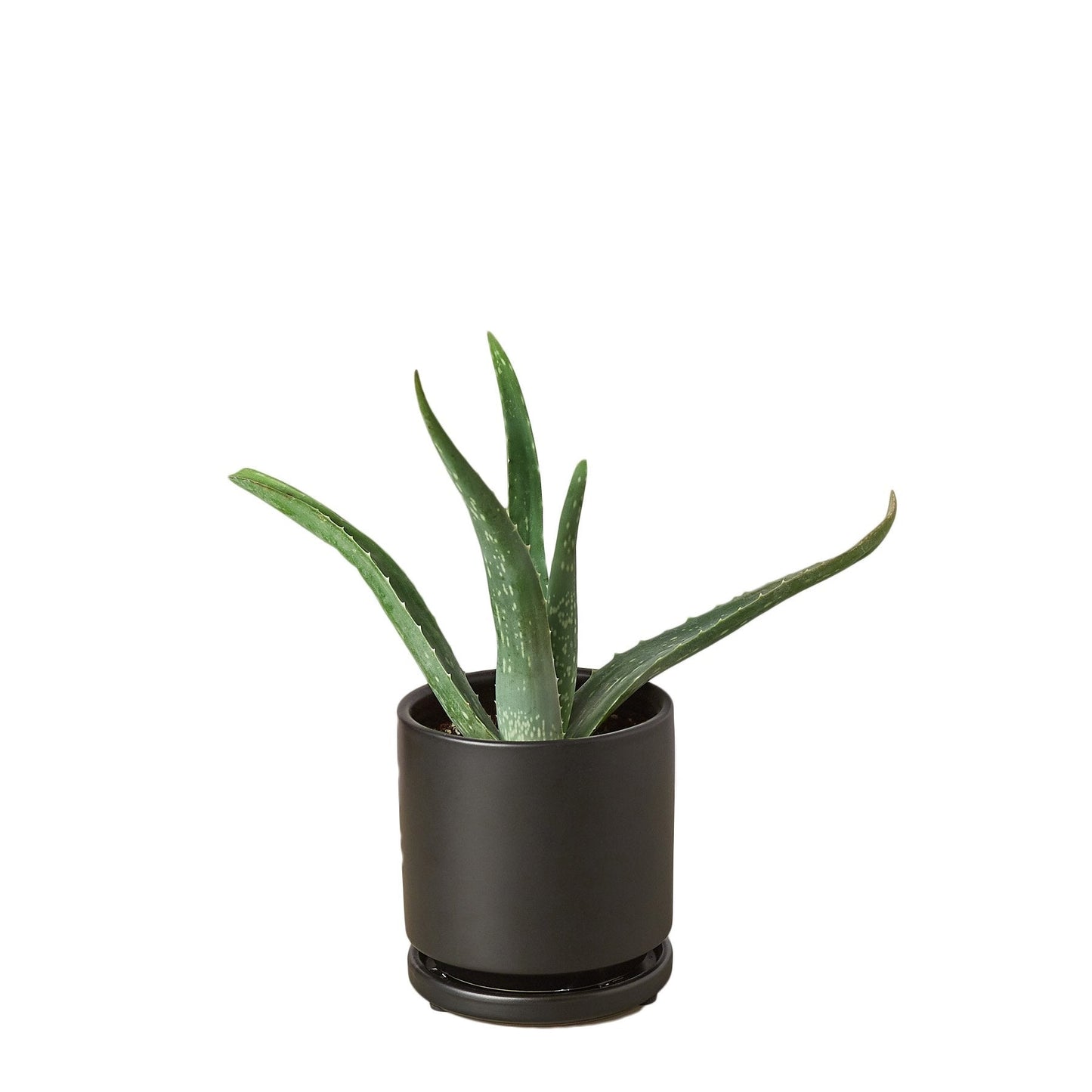 Aloe vera plant in a dark pot with speckled green leaves potted houseplant on Tampa Home & Garden Store