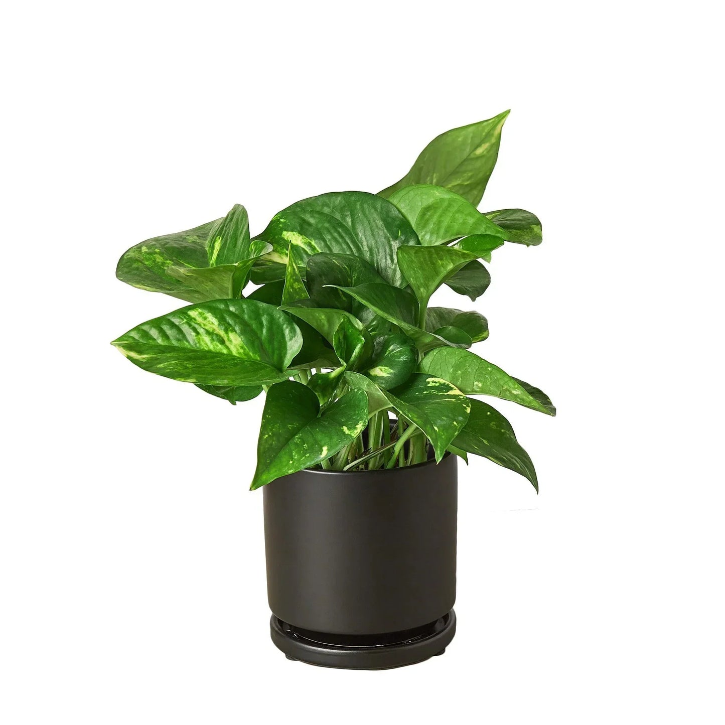 Pothos Golden indoor plant, variegated green leaves in black pot Rooted Treasures Farms on Tampa Home & Garden Store