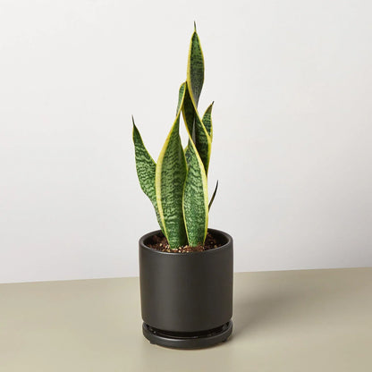 Snake Plant Laurentii 4-in with yellow-edged variegated leaves in pot Rooted Treasures Farms on Tampa Home & Garden Store