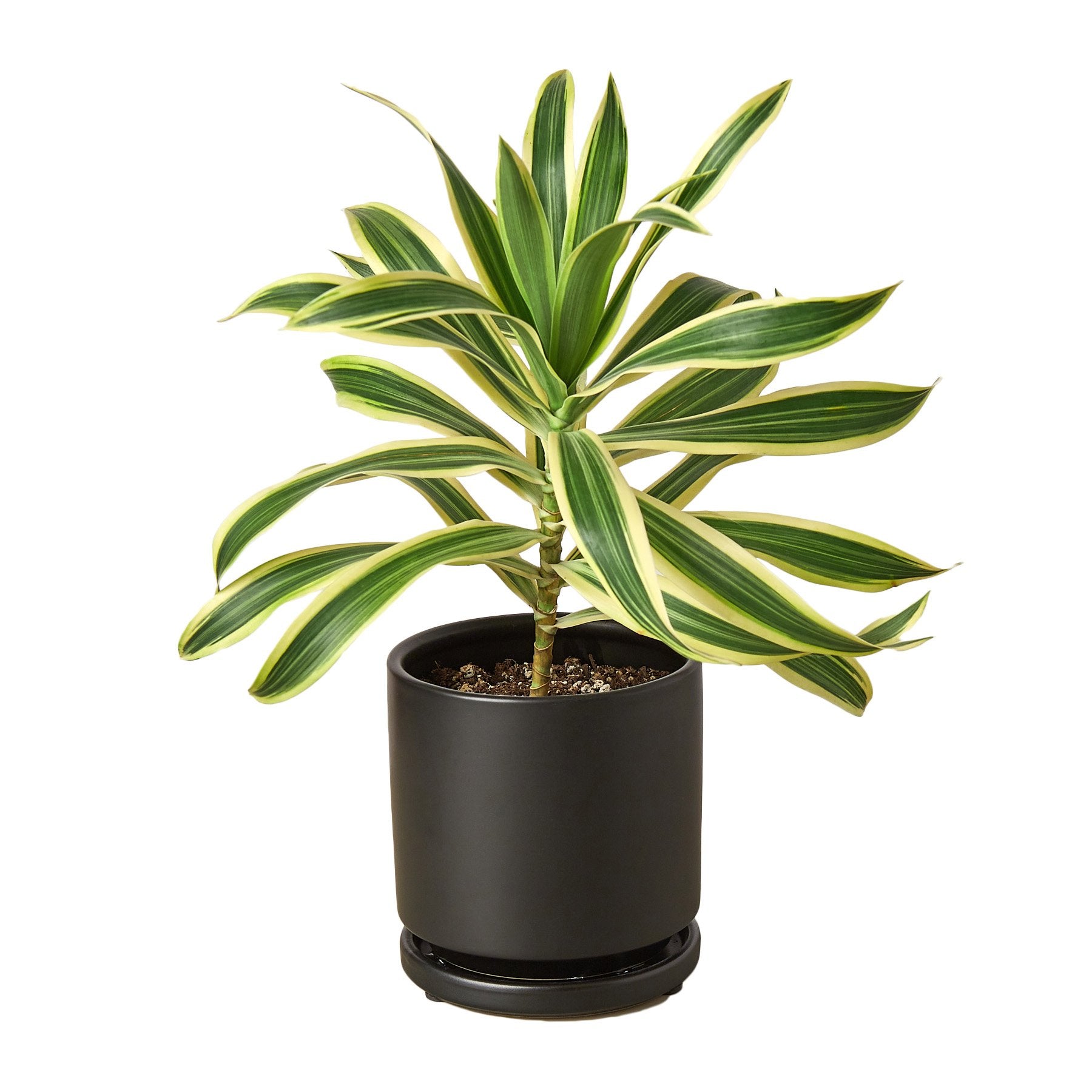 Dracaena Song of India indoor plant in black pot with variegated green and cream leaves on Tampa Home & Garden Store