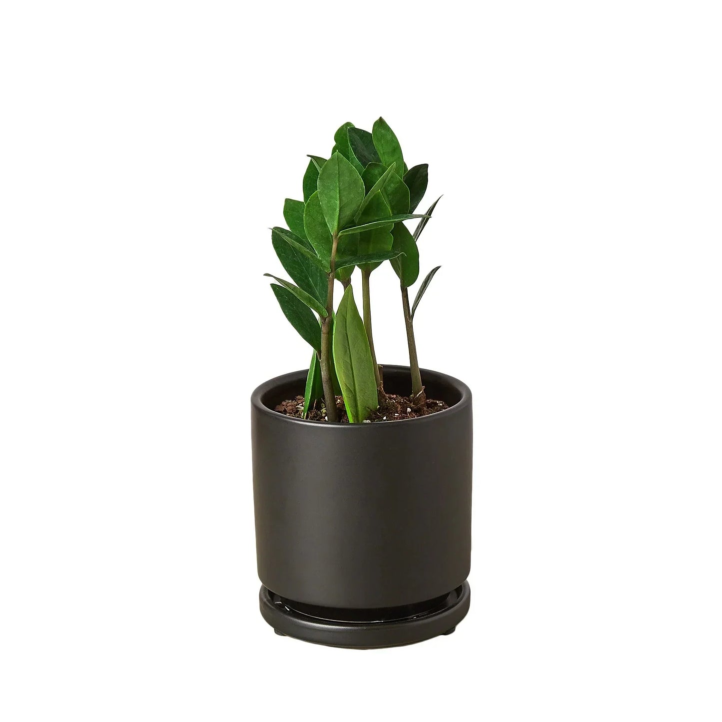 Zamioculcas Zamiifolia ZZ plant by Rooted Treasures Farms in a pot with glossy green leaves on Tampa Home & Garden Store