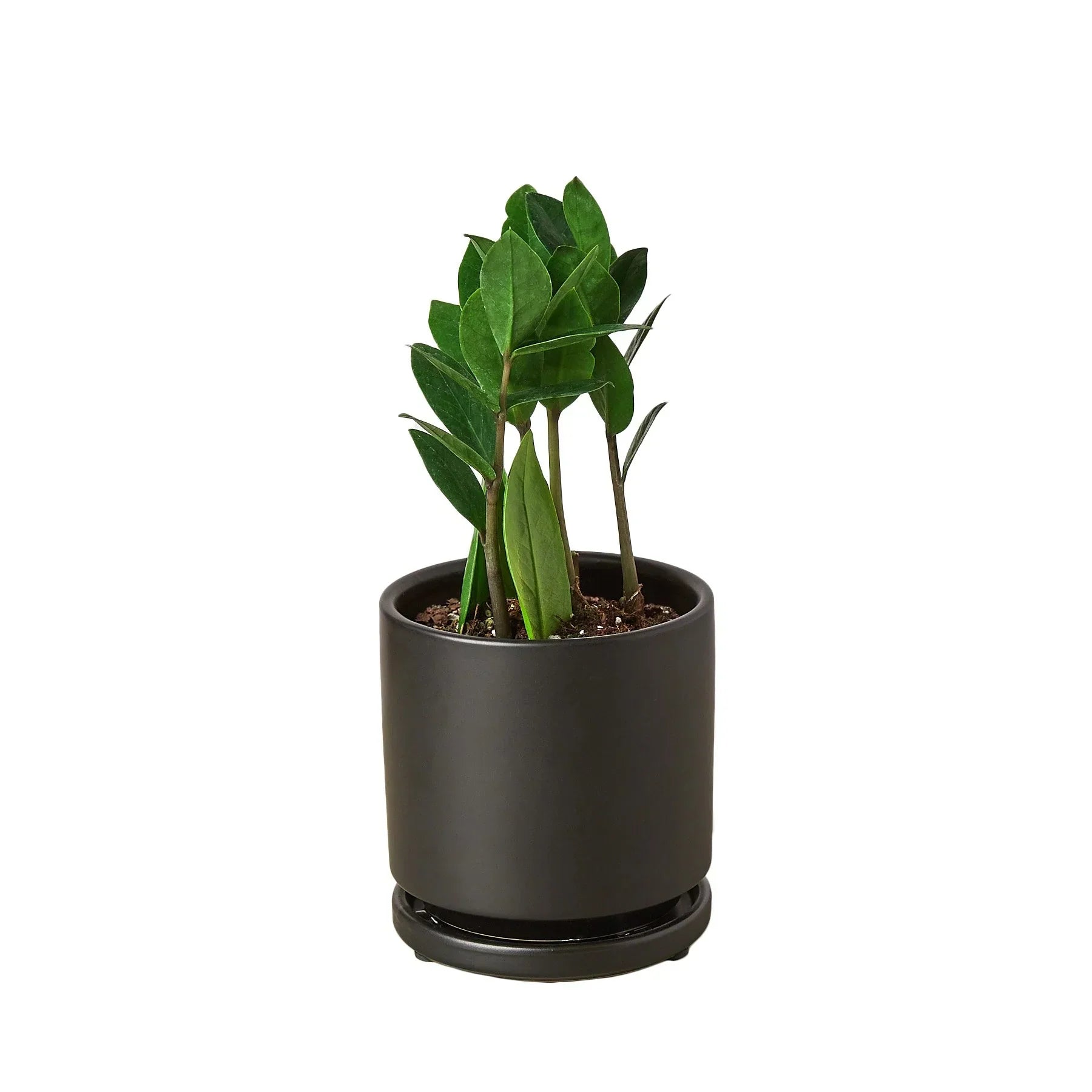 Zamioculcas Zamiifolia ZZ plant by Rooted Treasures Farms in a pot with glossy green leaves on Tampa Home & Garden Store