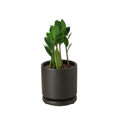 Zamioculcas Zamiifolia ZZ plant by Rooted Treasures Farms in a pot with glossy green leaves on Tampa Home & Garden Store