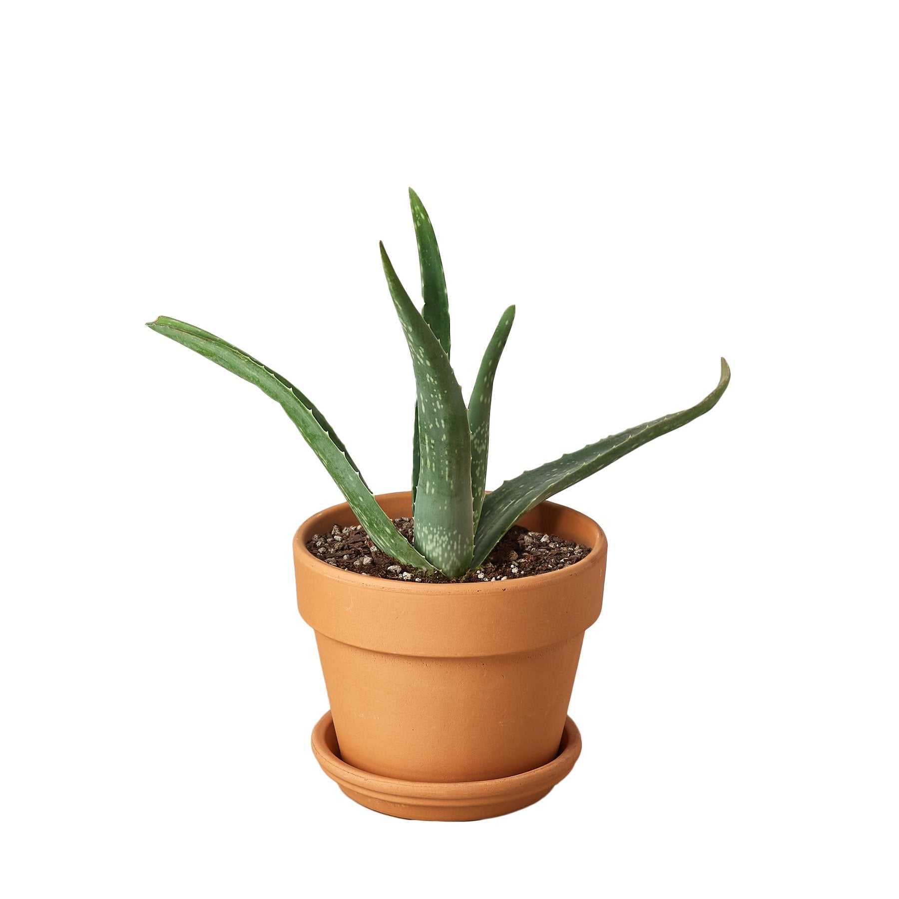 Aloe vera plant with spotted green leaves in a terracotta pot by Rooted Treasures Farms on Tampa Home & Garden Store