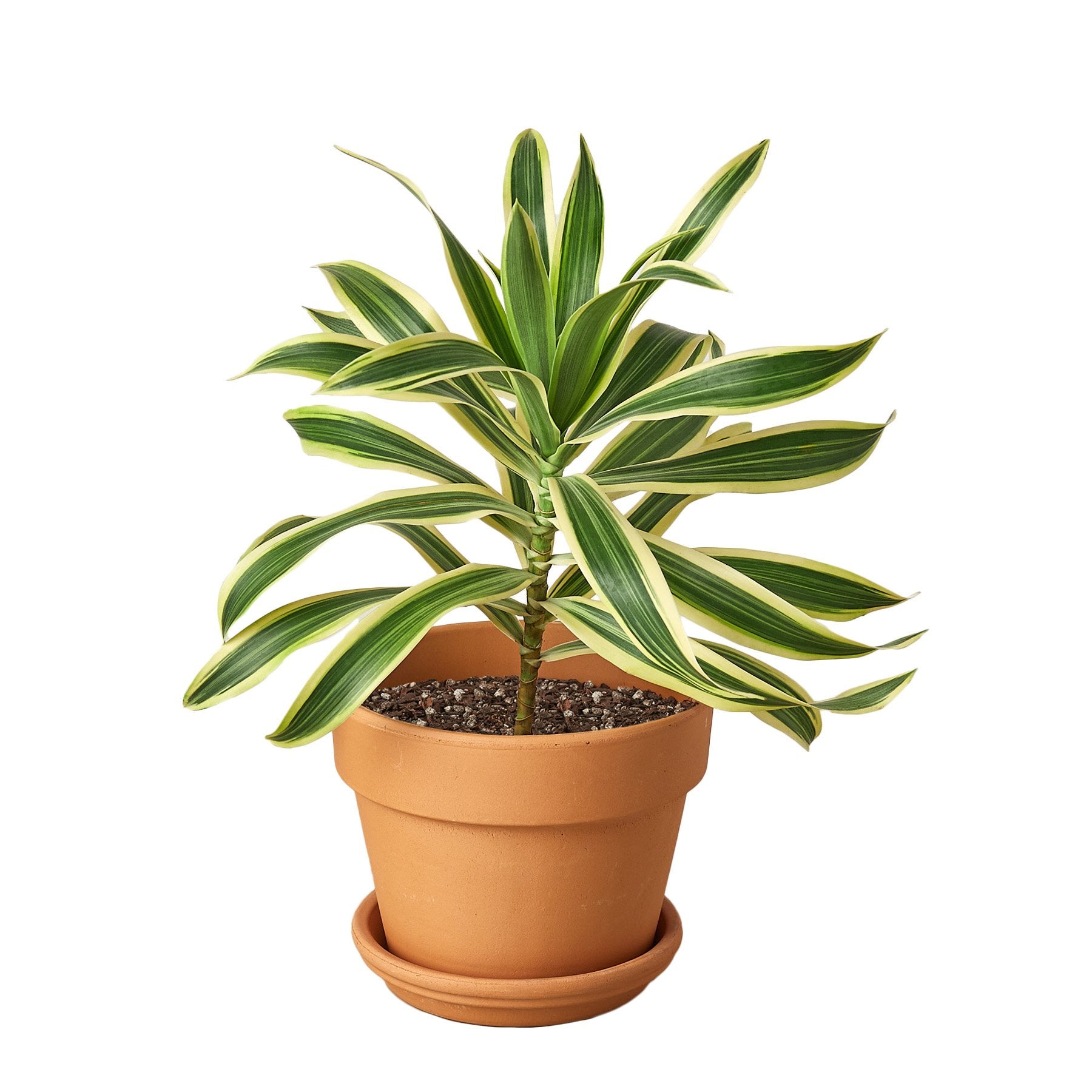 Dracaena Song of India plant with green leaves and yellow margins in a terracotta pot on Tampa Home & Garden Store
