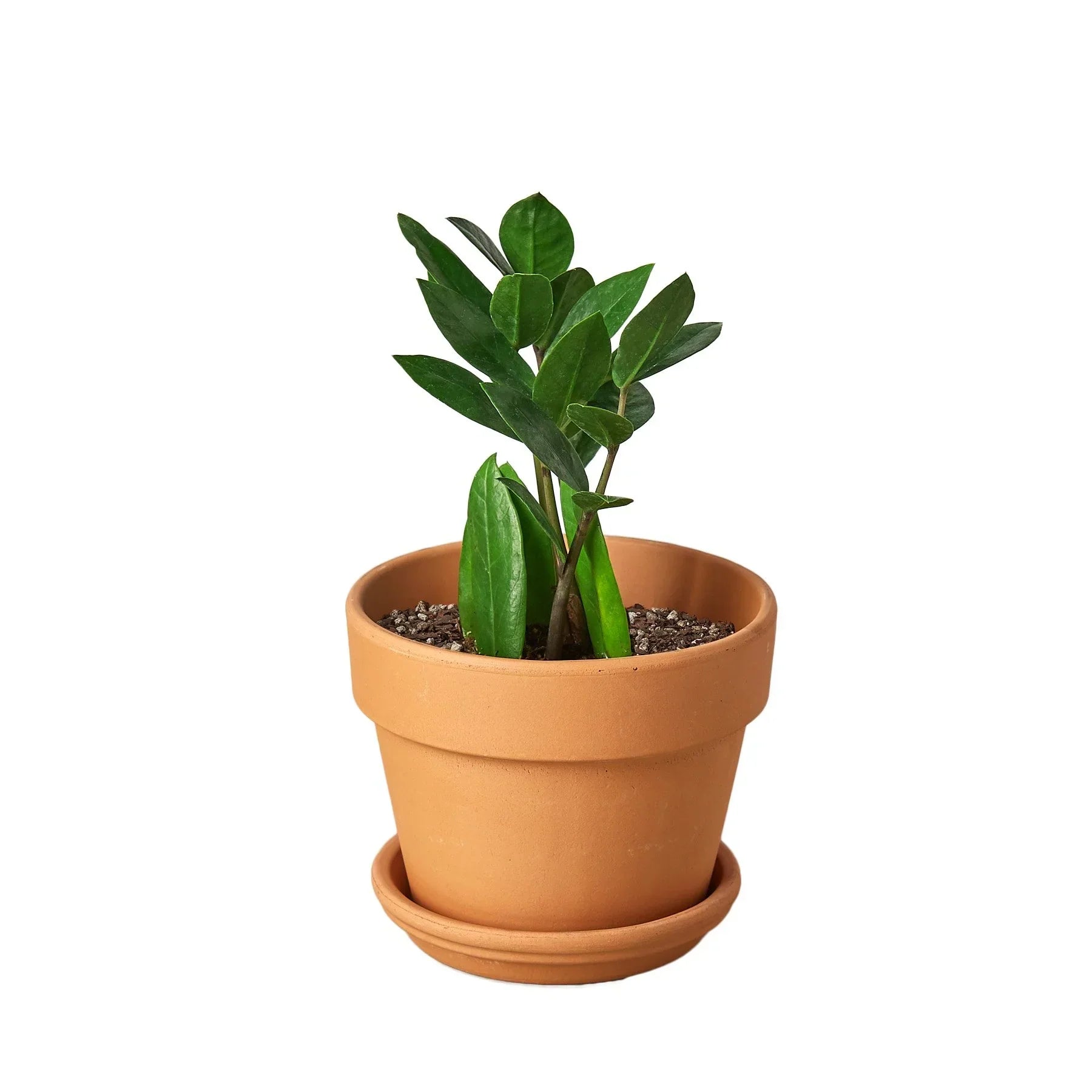 Zamioculcas Zamiifolia ZZ plant with glossy dark green leaves in a terracotta pot on Tampa Home & Garden Store