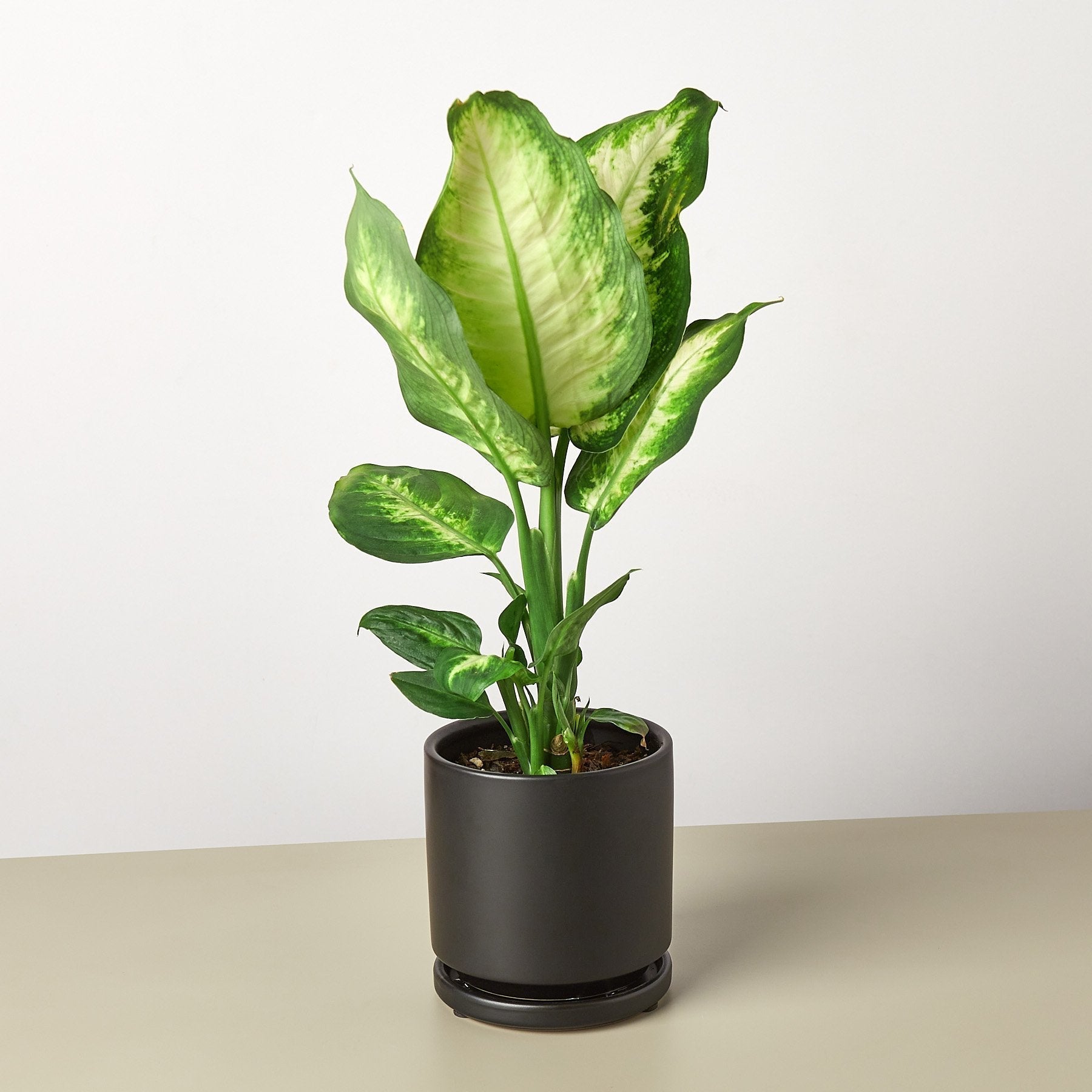 Dieffenbachia Camille indoor plant with variegated green and cream leaves in a gray pot on Tampa Home & Garden Store