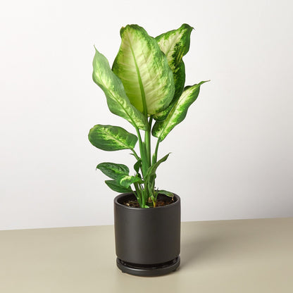 Dieffenbachia Camille indoor plant with variegated green and cream leaves in a gray pot on Tampa Home & Garden Store