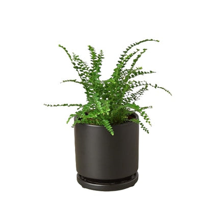 Fern Lemon Button indoor plant in a black ceramic pot by Rooted Treasures Farms on Tampa Home & Garden Store