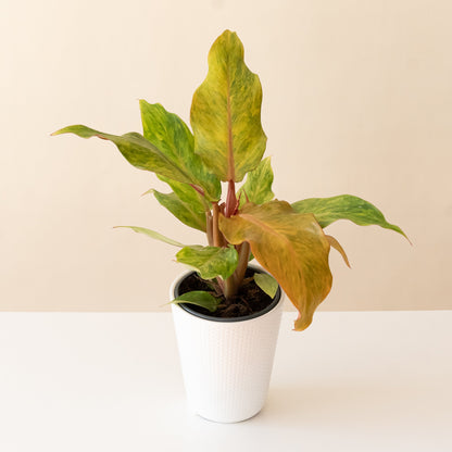 Prismacolor™ Orange you Gorgeous™ - Tampa Home & Garden Store