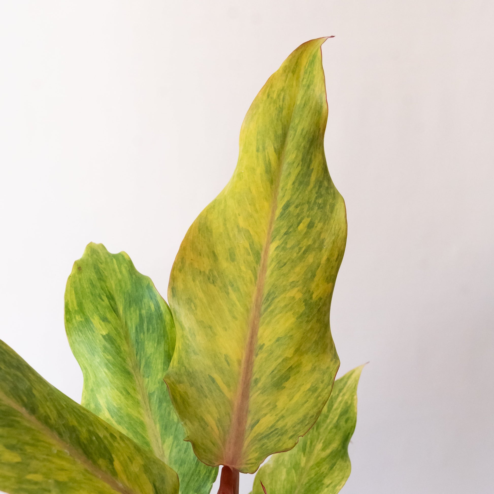 Prismacolor™ Orange you Gorgeous™ - Tampa Home & Garden Store