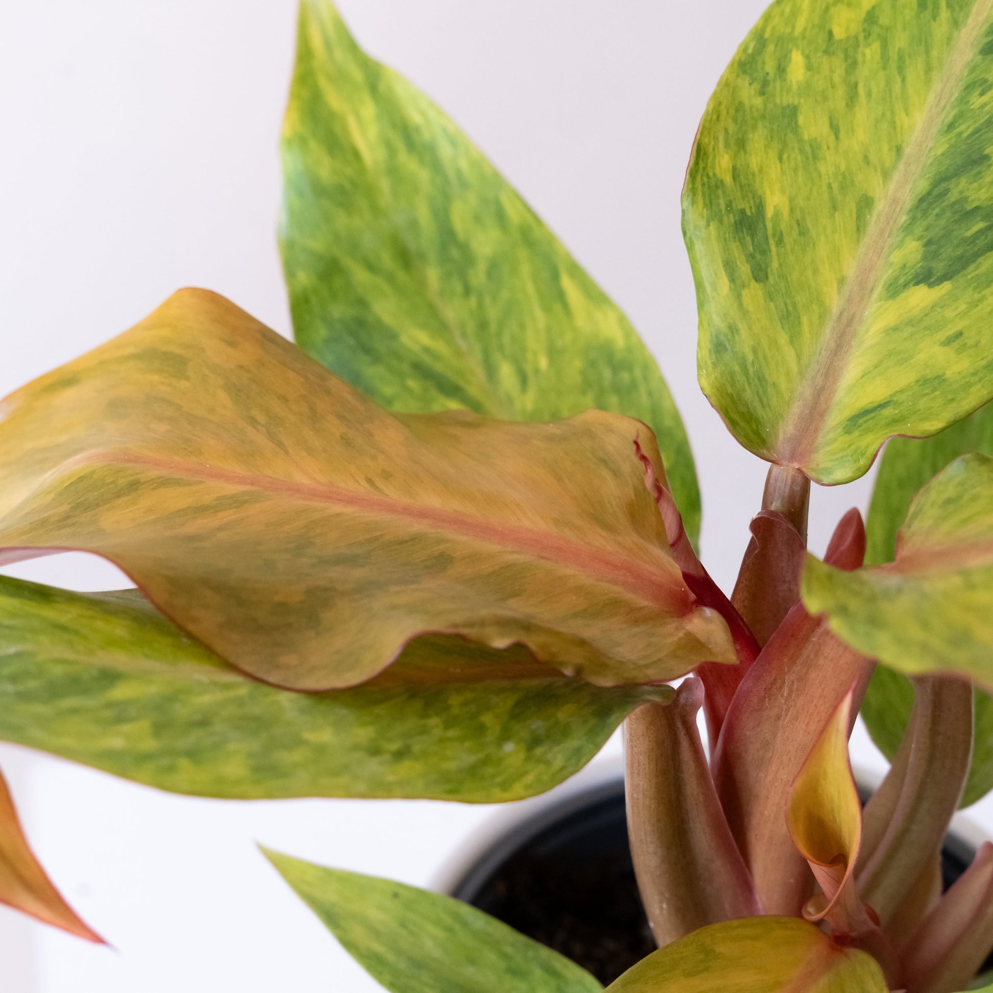 Prismacolor™ Orange you Gorgeous™ - Tampa Home & Garden Store