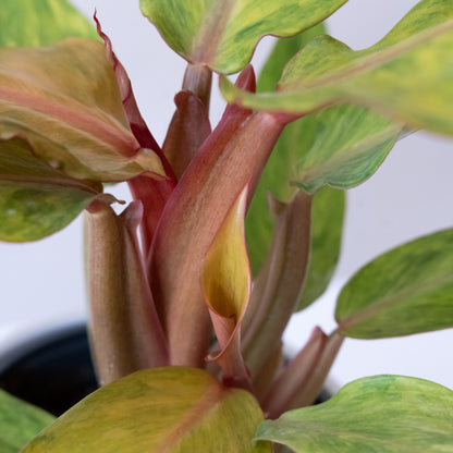 Prismacolor™ Orange you Gorgeous™ - Tampa Home & Garden Store