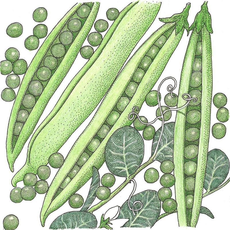 Progress #9 Pea Seeds (Organic) - Tampa Home & Garden Store