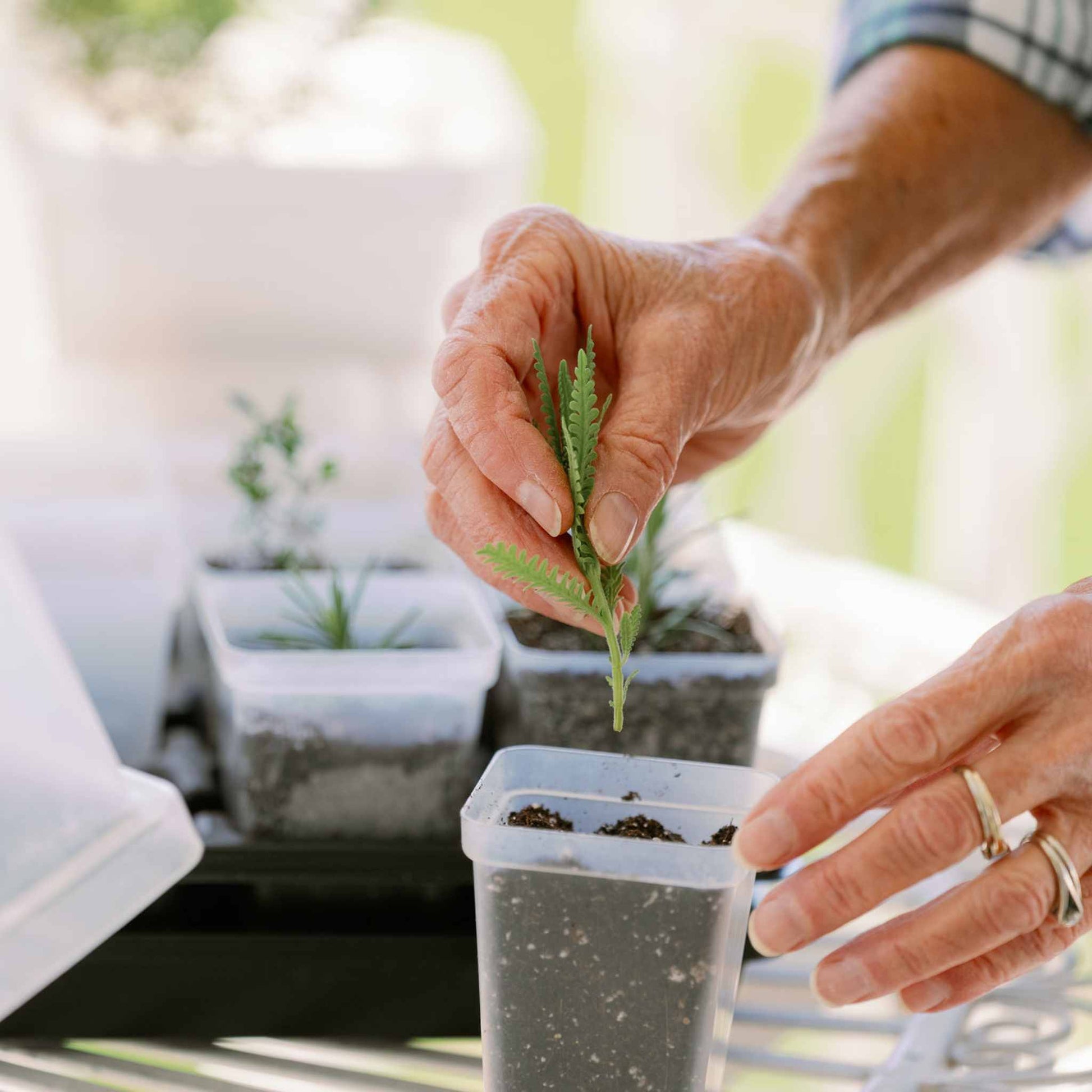 Propagation Kit | For Cuttings, Seedlings and More - Tampa Home & Garden Store