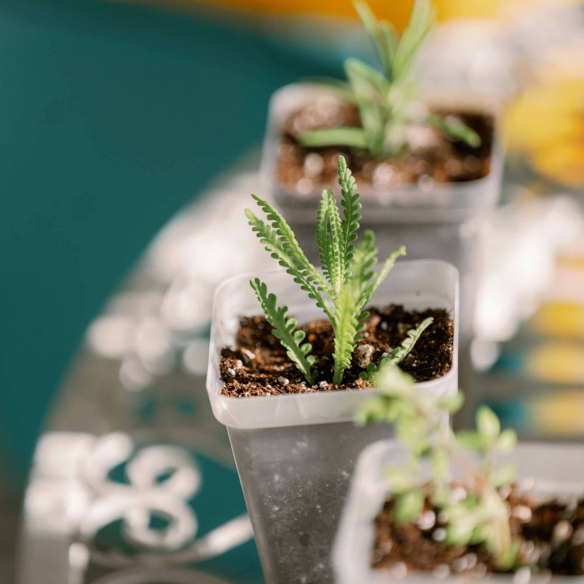 Propagation Kit | For Cuttings, Seedlings and More - Tampa Home & Garden Store