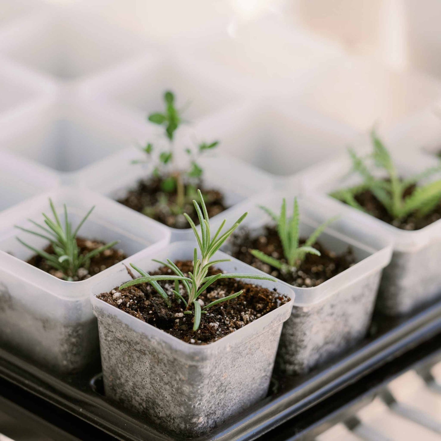 Propagation Kit | For Cuttings, Seedlings and More - Tampa Home & Garden Store