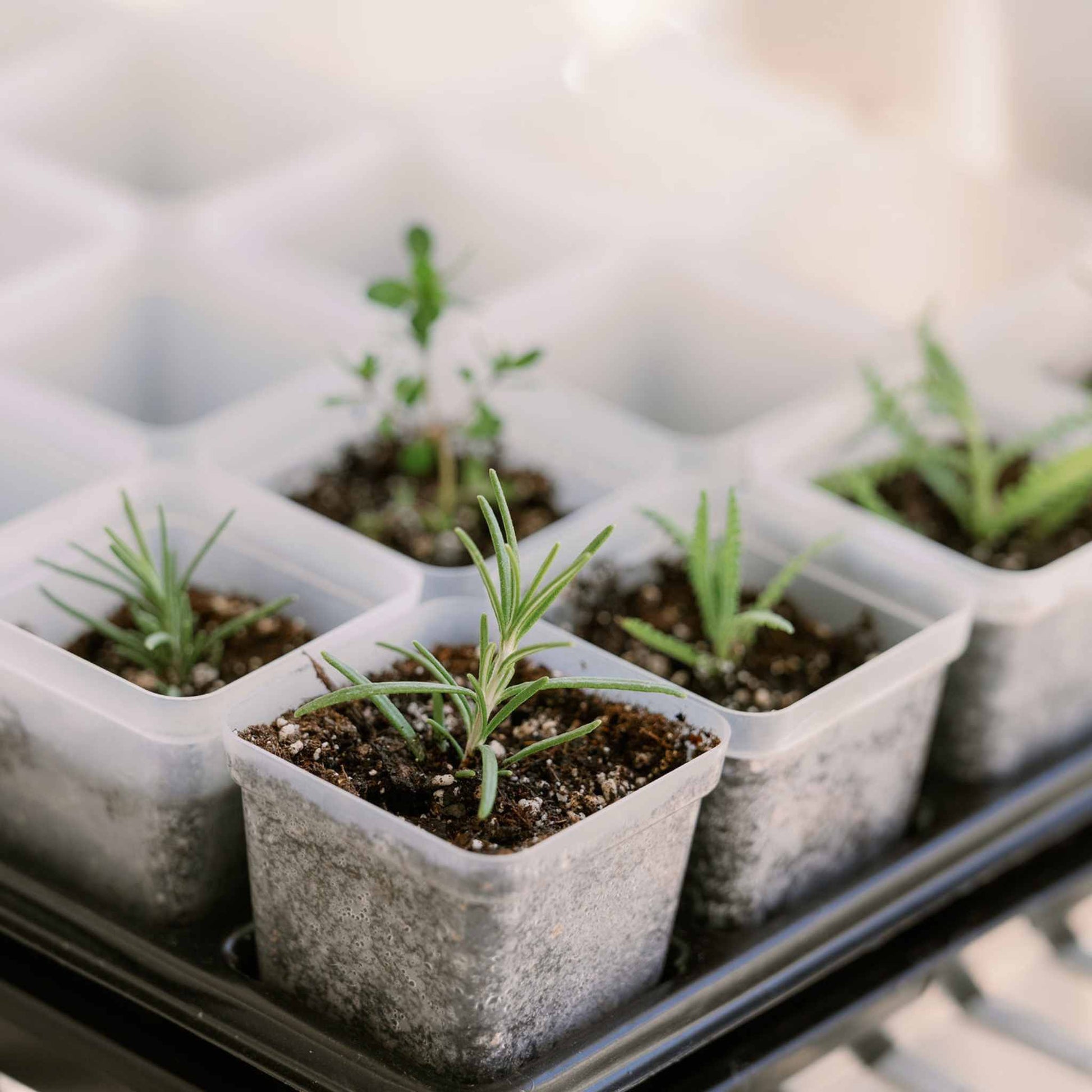 Propagation Kit | For Cuttings, Seedlings and More - Tampa Home & Garden Store