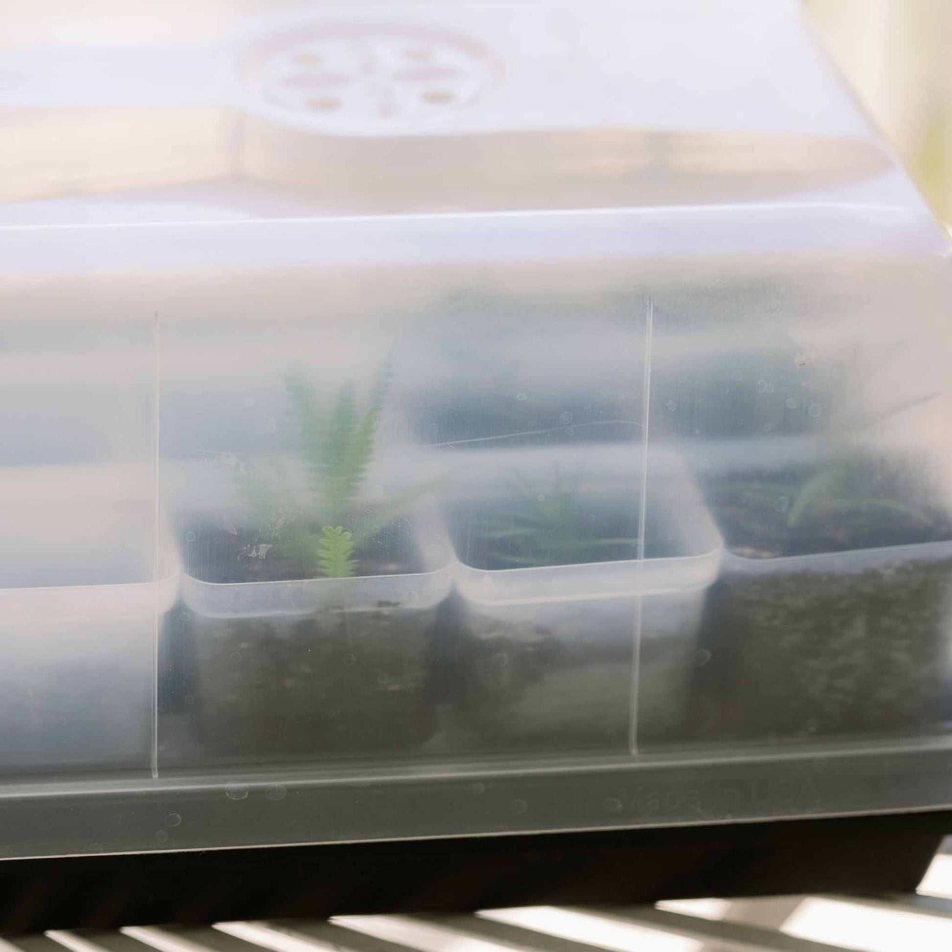 Propagation Kit | For Cuttings, Seedlings and More - Tampa Home & Garden Store