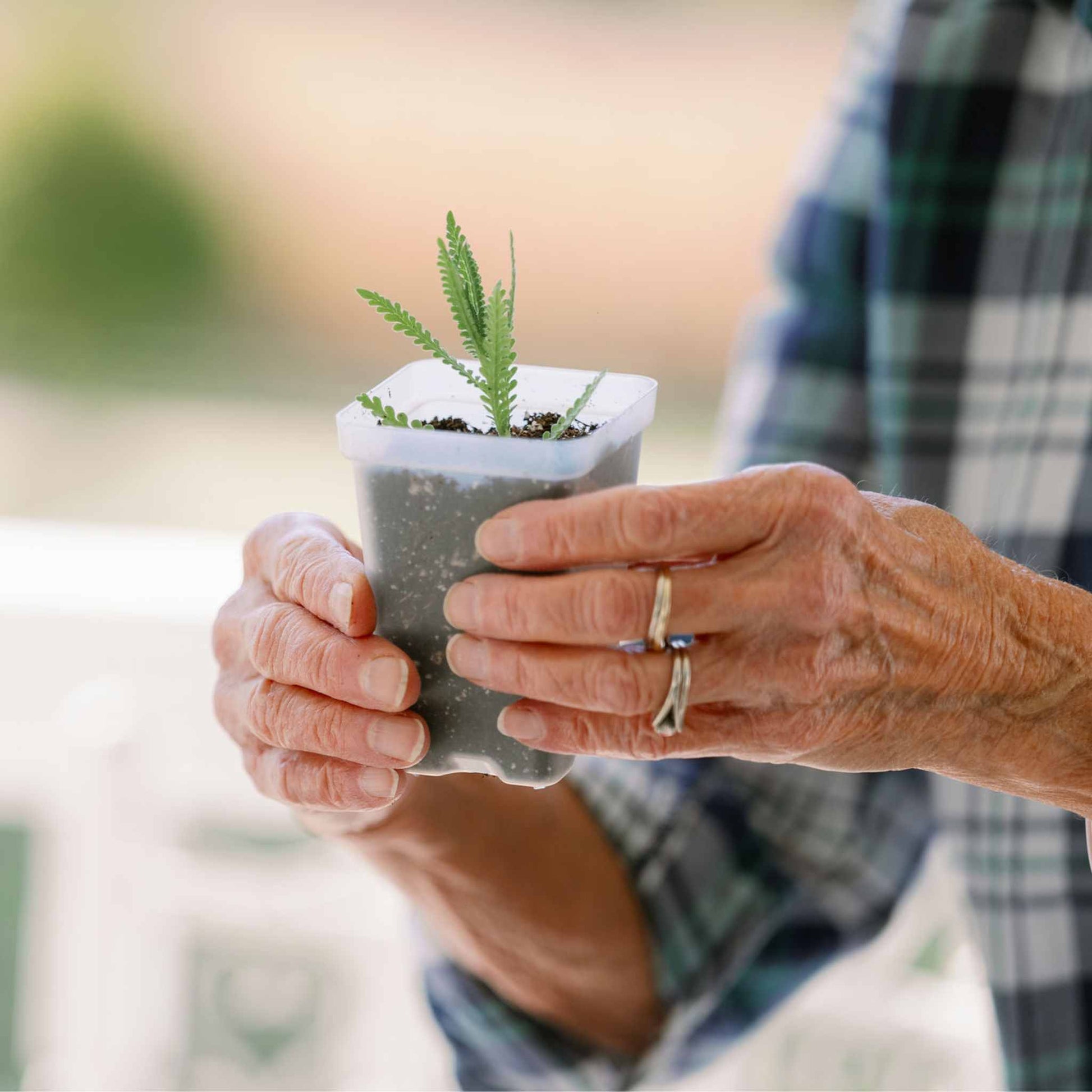 Propagation Kit | For Cuttings, Seedlings and More - Tampa Home & Garden Store