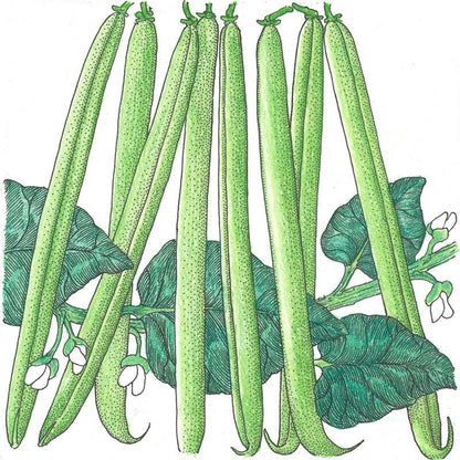 Provider Bush Bean Seeds (Organic) - Tampa Home & Garden Store