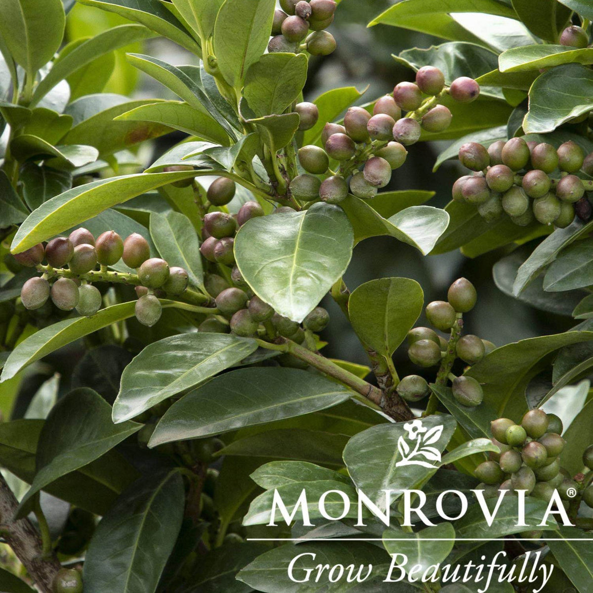 Volcano Cherry Laurel Topiary plant with glossy leaves and berry clusters Monrovia on Tampa Home & Garden Store